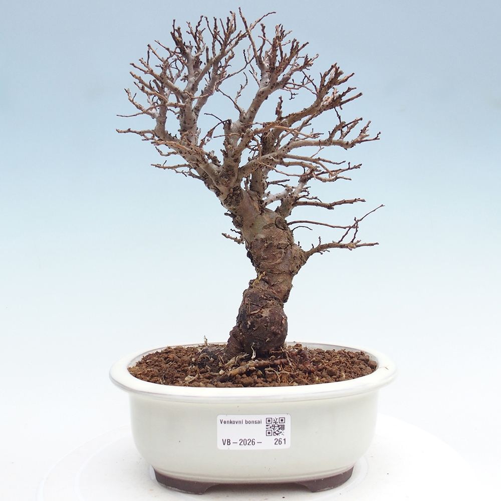 Bonsai da esterno - Zelkova - Zelkova NIRE