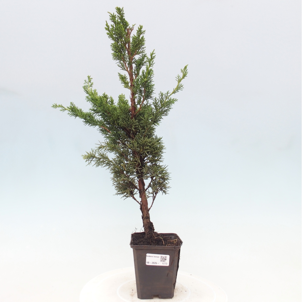 Bonsai da esterno - Juniperus chinensis Kishu