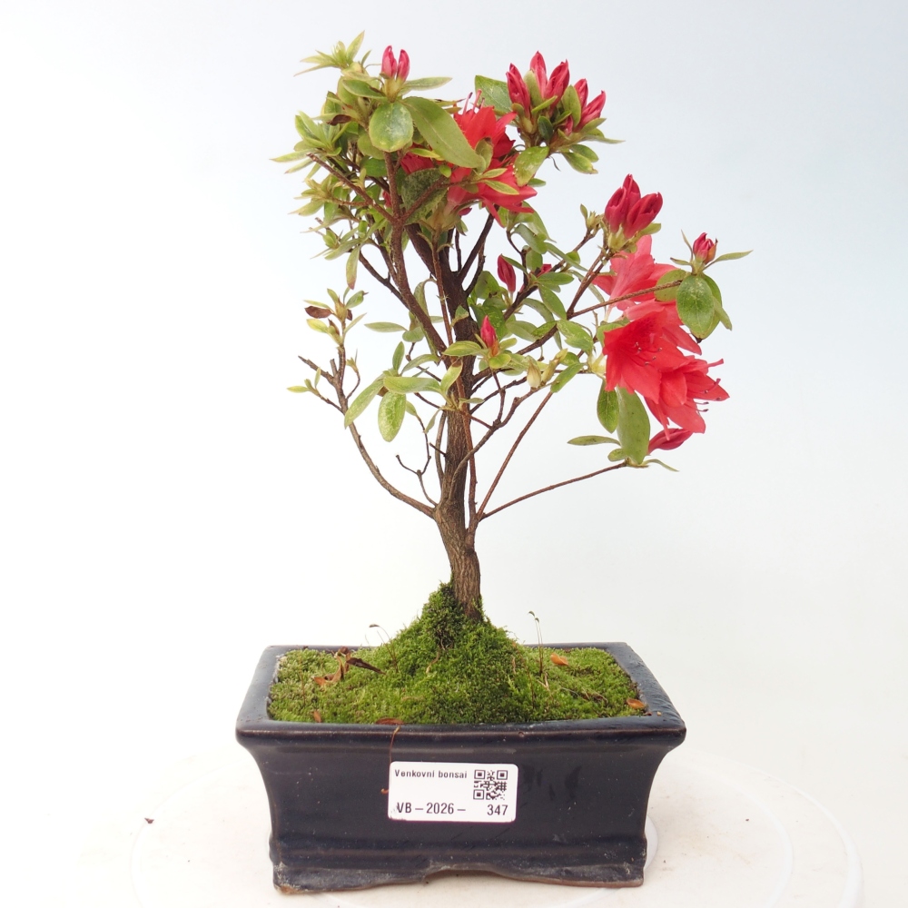 Bonsai da esterno - Azalea giapponese - Azalea sp.