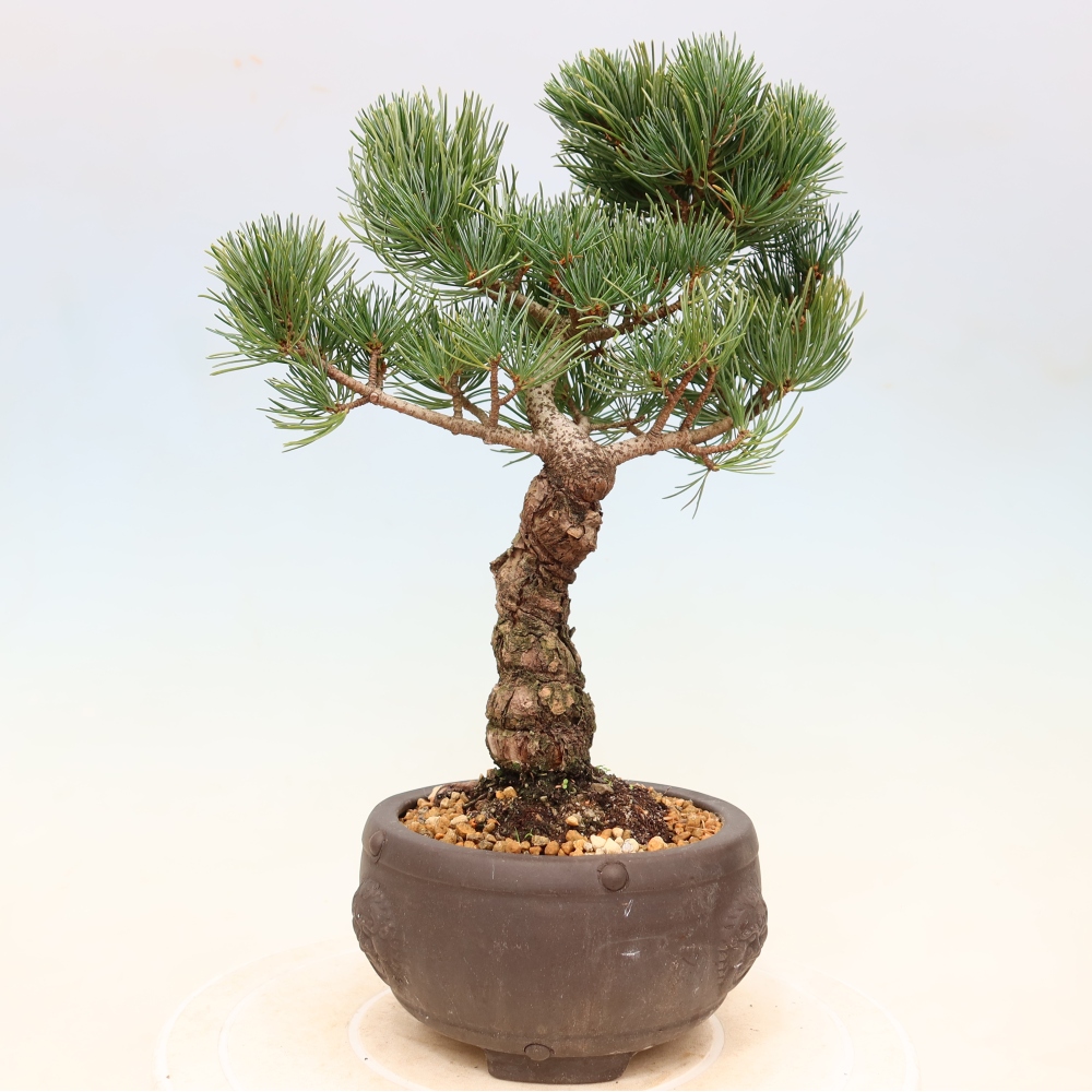 Bonsai da esterno - Pinus parviflora - Pinus parviflora