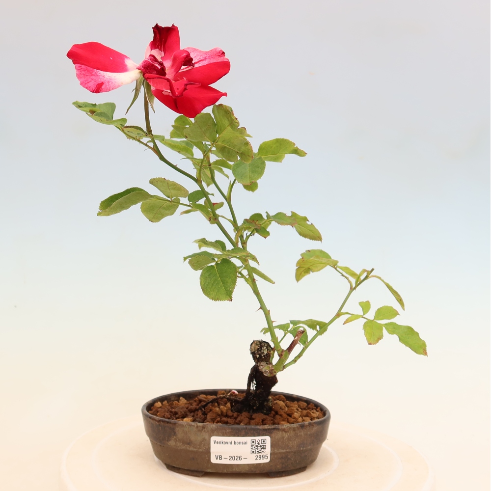 Bonsai da esterno - Rosa Kordes - rosa