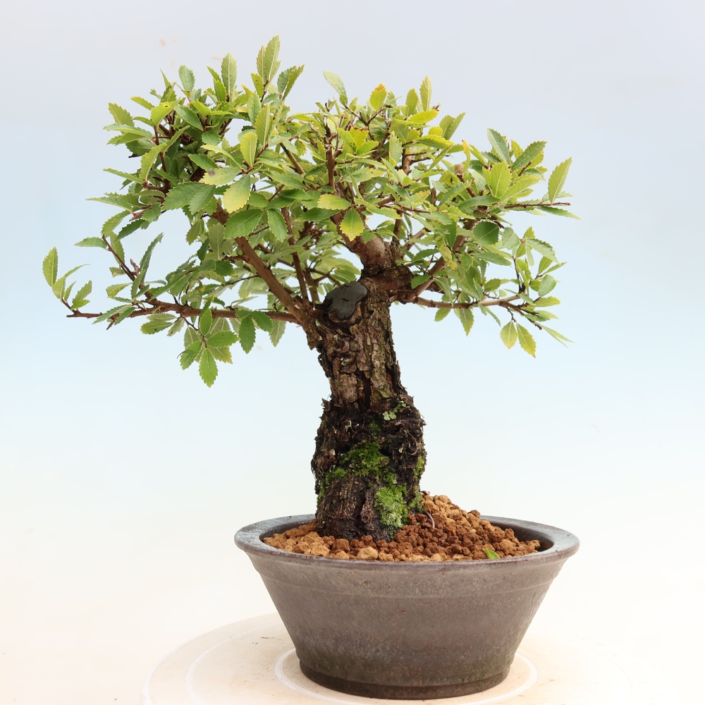 Bonsai da esterno - Zelkova - Zelkova NIRE