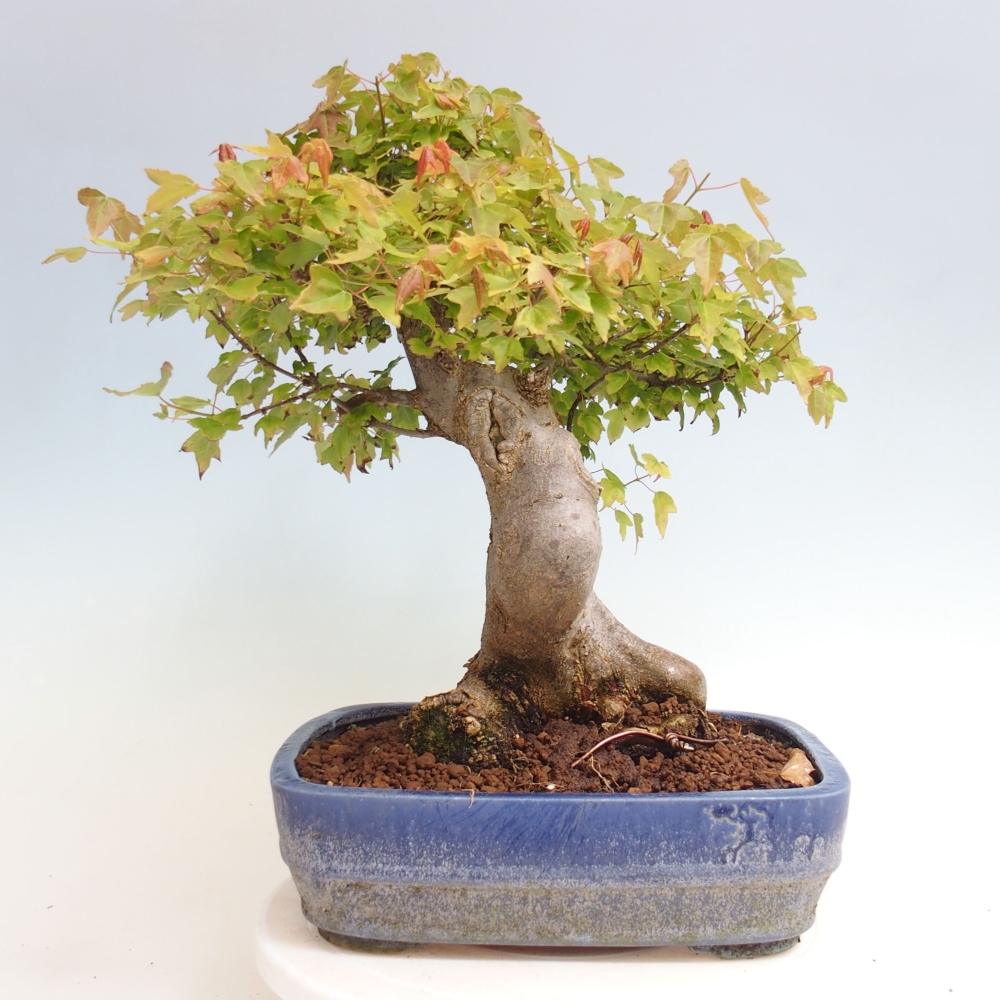 Bonsai da esterno - Acer Buergerianum - Acero di Burger