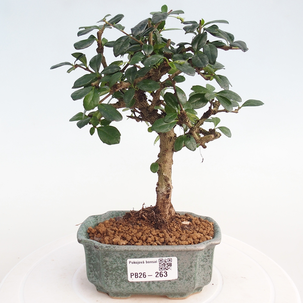 Camera bonsai - Carmona macrophylla - Tea fuki