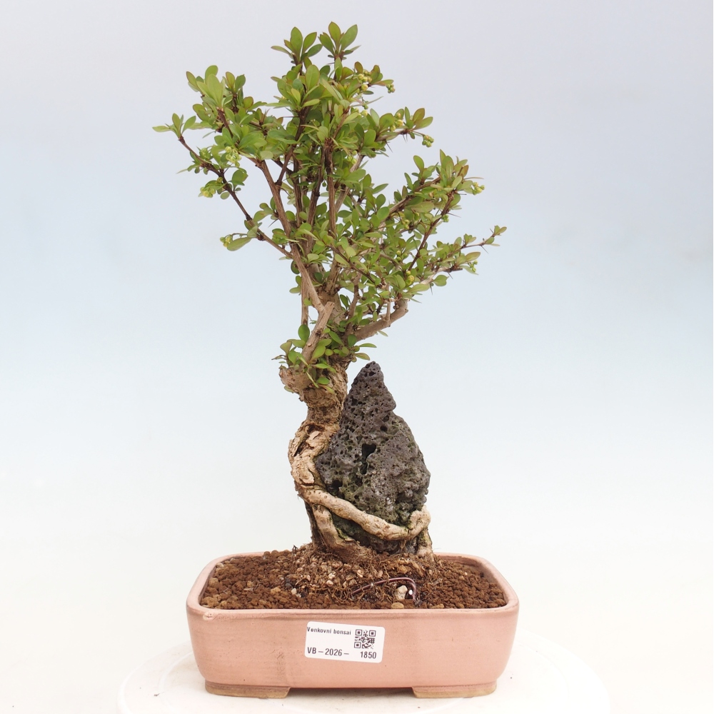 Bonsai da esterno - Berberis coreana