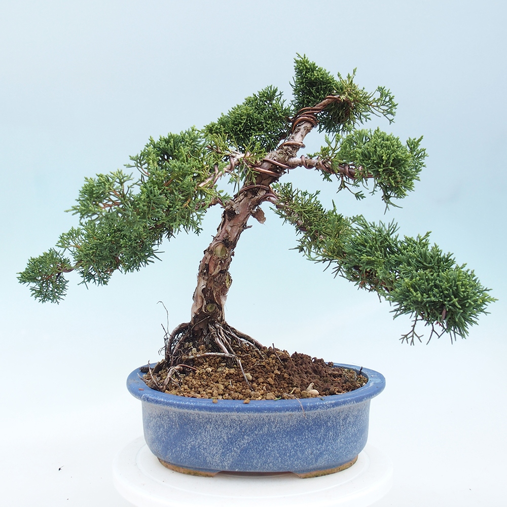 Bonsai da esterno - Juniperus chinensis Kishu