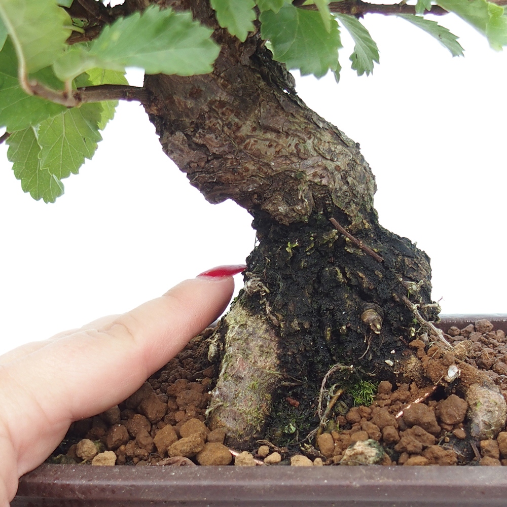 Bonsai da esterno - Zelkova - Zelkova NIRE