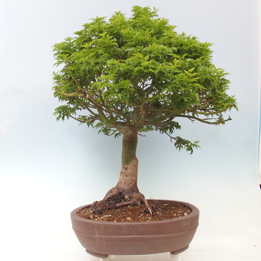Bonsai da esterno -Palma di Giava Acer palmatum Shishigashira