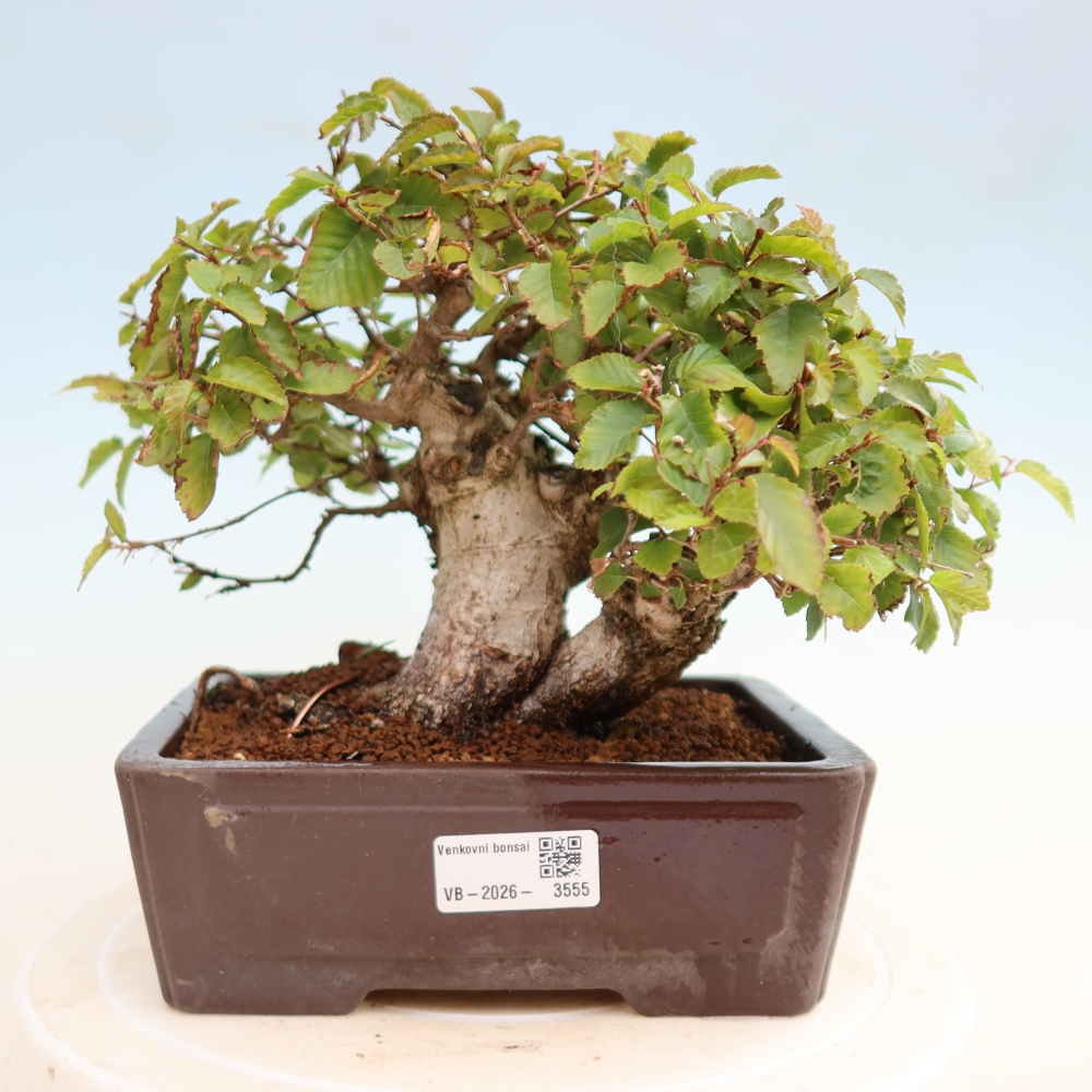 Bonsai da esterno -Carpinus CARPINOIDES - Carpino coreano