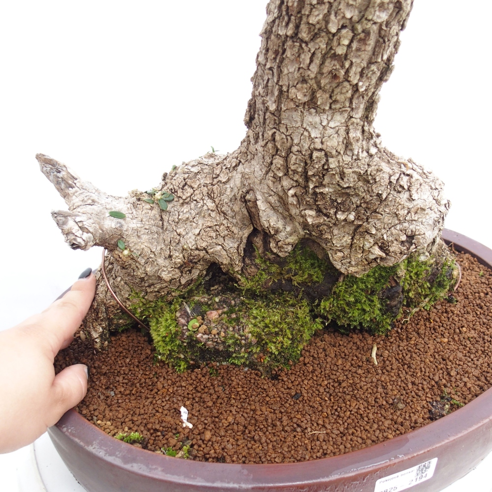 Bonsai da interno - Olea europaea sylvestris
