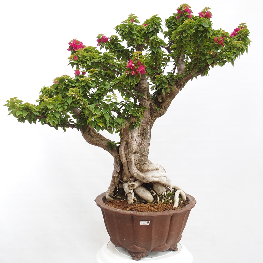 Camera bonsai - Bouganwilea