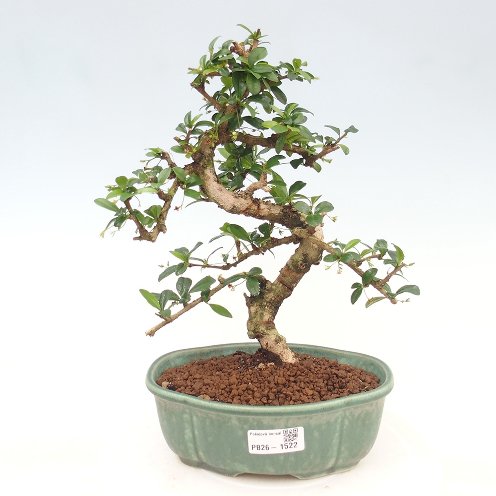 Camera bonsai - Carmona macrophylla - Tea fuki