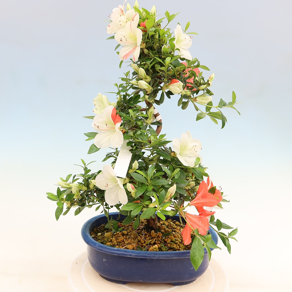 Bonsai da esterno - Azalea giapponese - Azalea Asahi-no-izumi