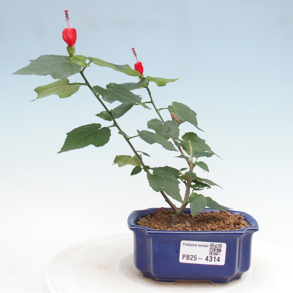 Bonsai da interno - Malvaviscus arboreus