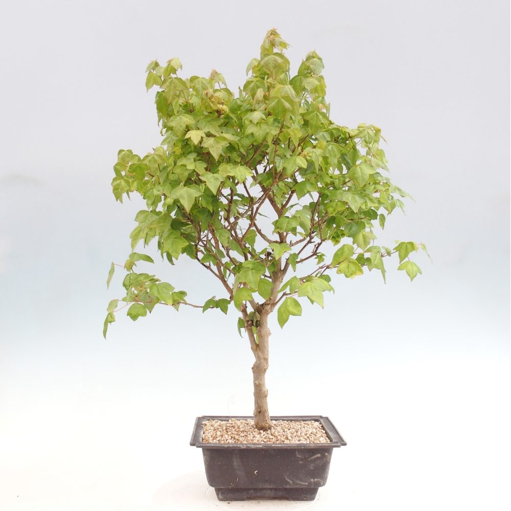 Bonsai da esterno - Acer Buergerianum - Acero di Burger