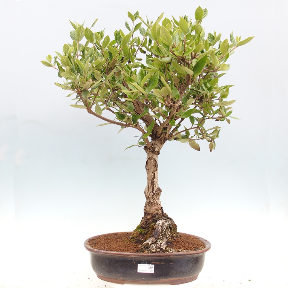 Bonsai all'aperto-Kalina Bodnanská - Viburum carlesii hemsi
