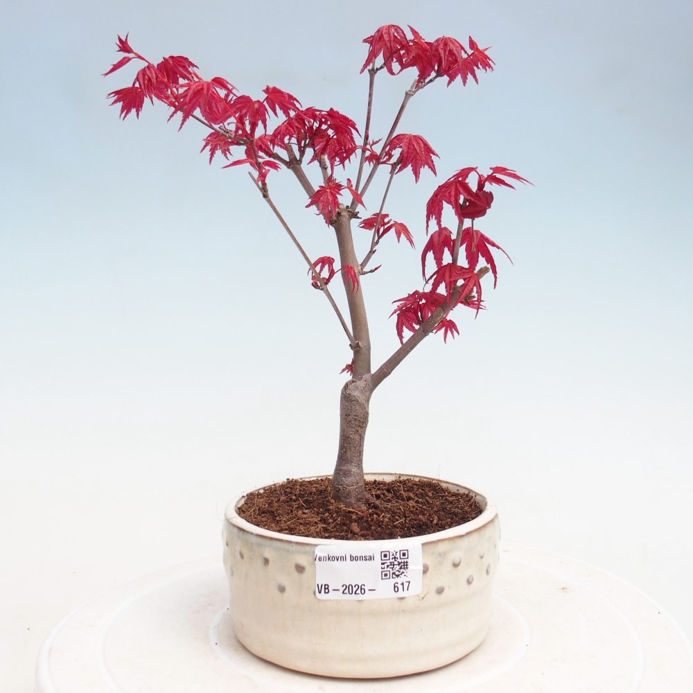 Bonsai da esterno - Acer palmatum DESHOJO