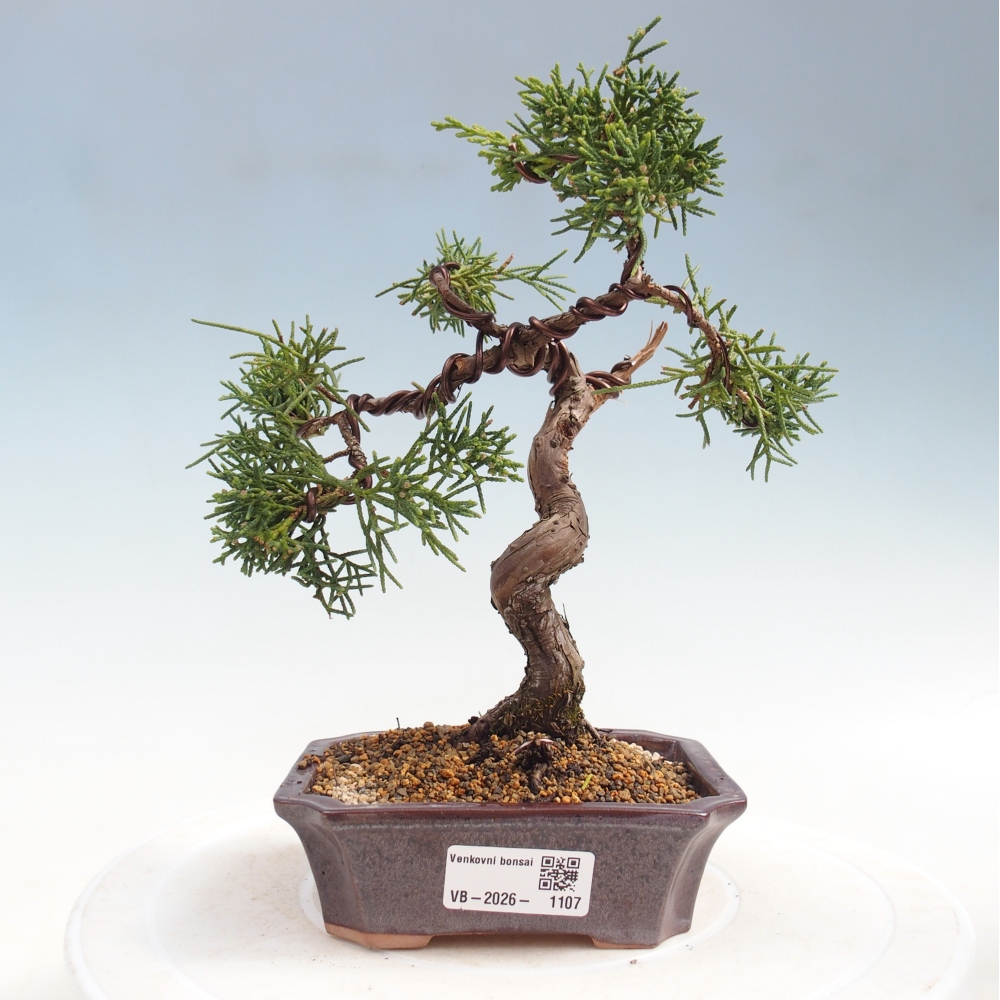 Bonsai da esterno - Juniperus chinensis Kishu