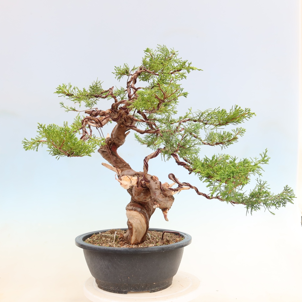 Bonsai da esterno - Juniperus chinensis Itoigawa-Juniperus chinensis
