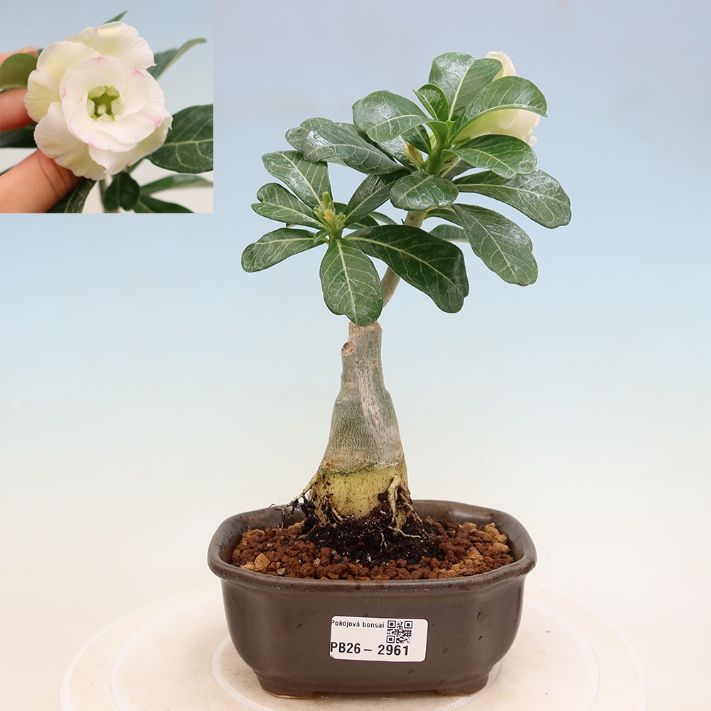 Bonsai da interno - Adenium obesum innestato V.F.S.407  - Rosa del deserto