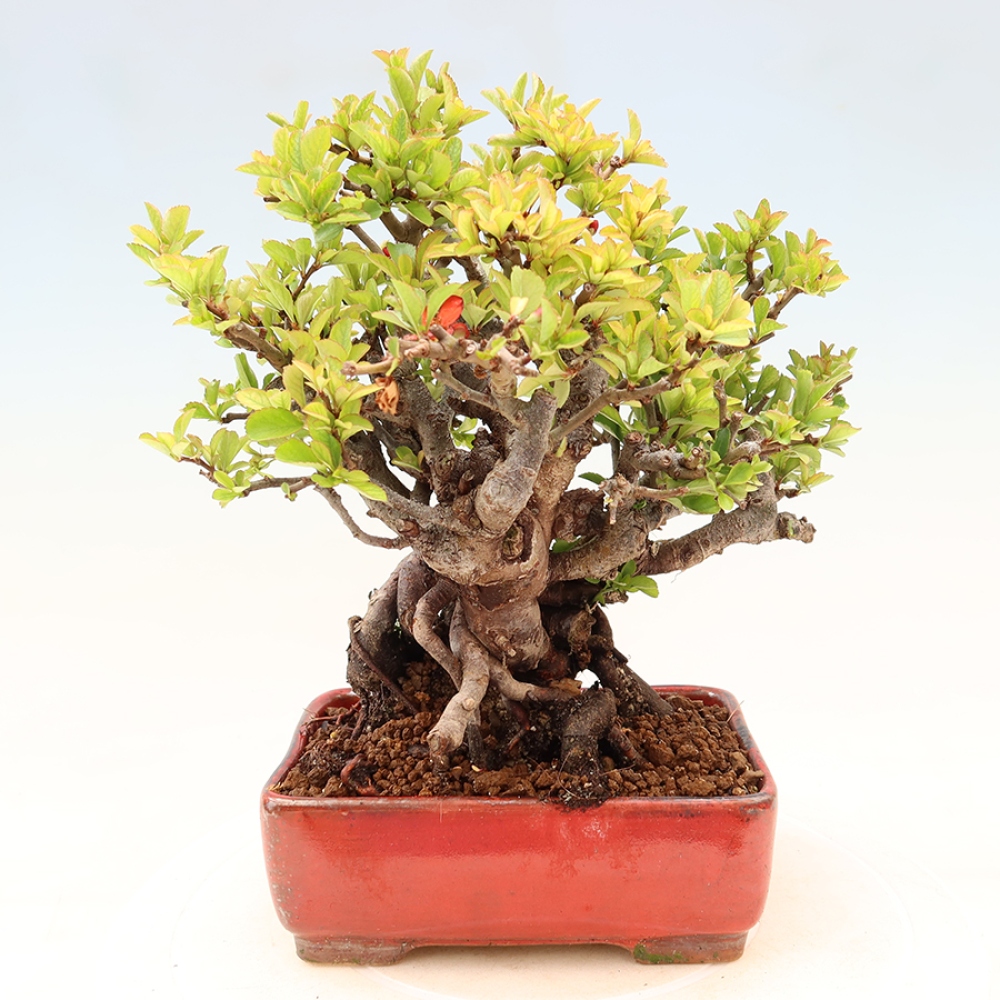 Bonsai da esterno - Chaneomeles speciosa Chojubai