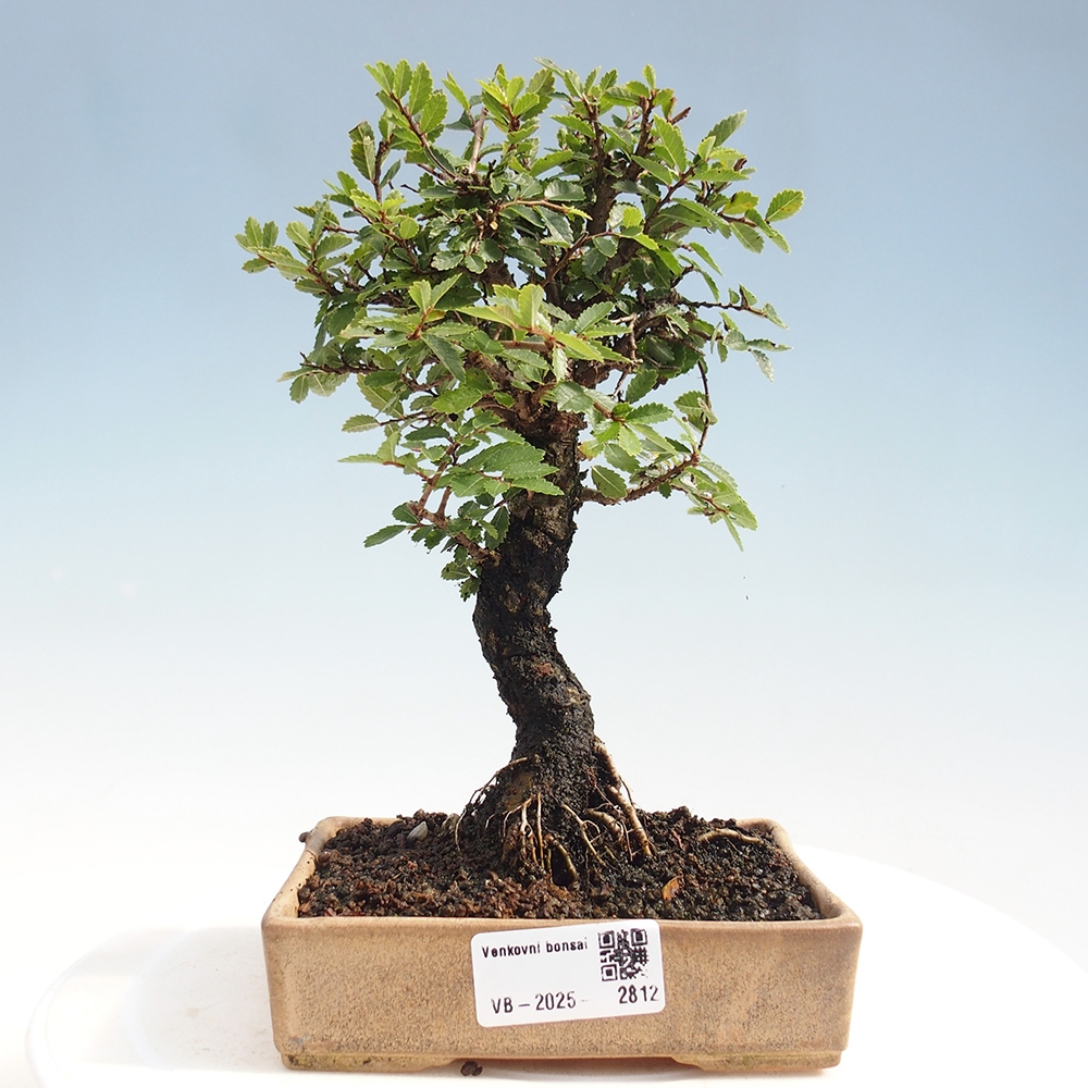 Bonsai da esterno - Zelkova - Zelkova NIRE