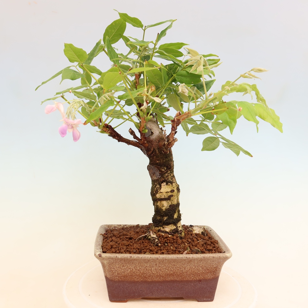 Bonsai da esterno - Glicine floribunda