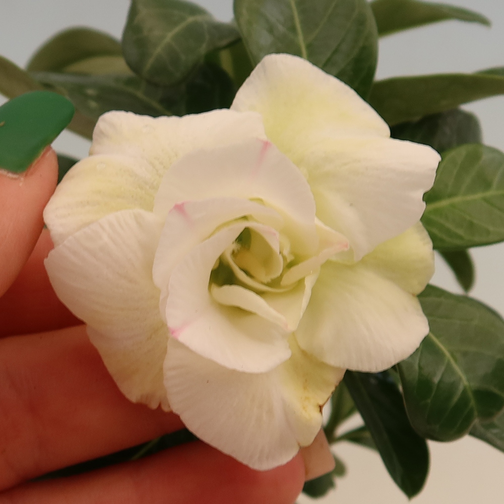 Bonsai da interno - Adenium obesum innestato V.F.S.407  - Rosa del deserto