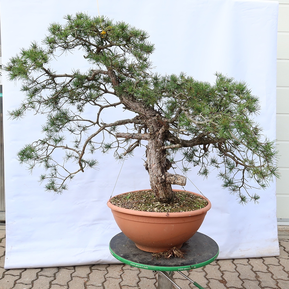 Pinus sylvestris Spagna - pino silvestre