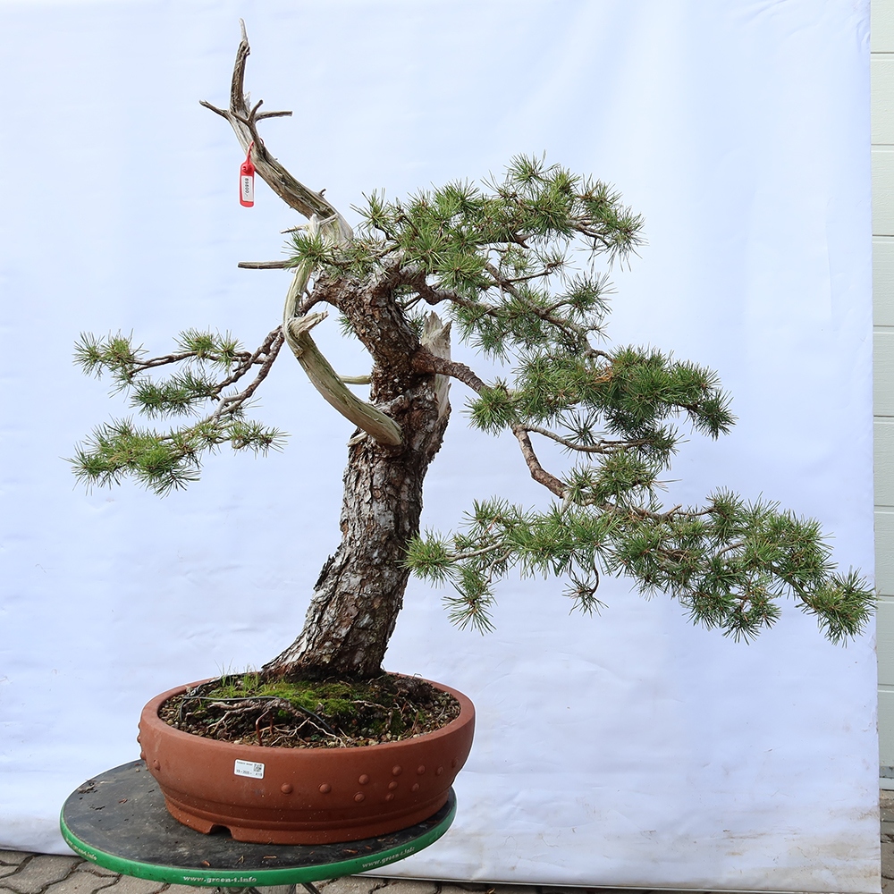 Pinus sylvestris Spagna - pino silvestre