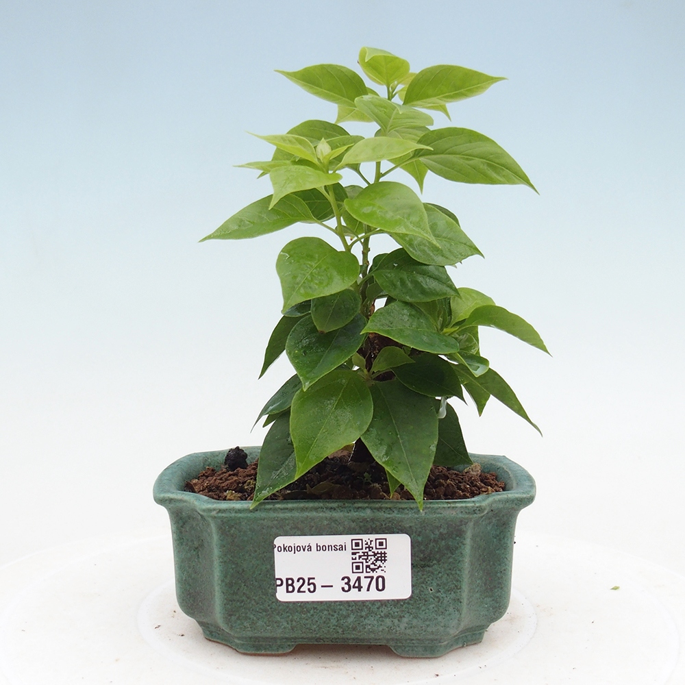 Camera bonsai - Bouganwilea