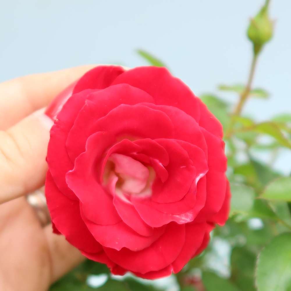 Bonsai da esterno - Rosa Kordes - rosa