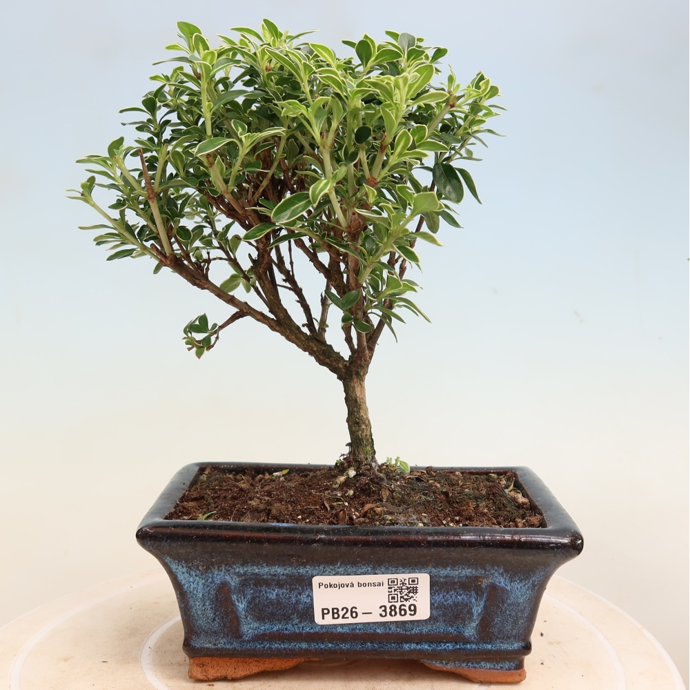 Camera bonsai - Serissa foetida Variegata - Albero delle mille stelle