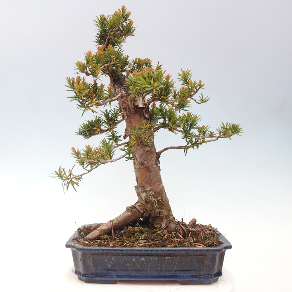 Bonsai da esterno - Taxus cuspidata - Tasso giapponese