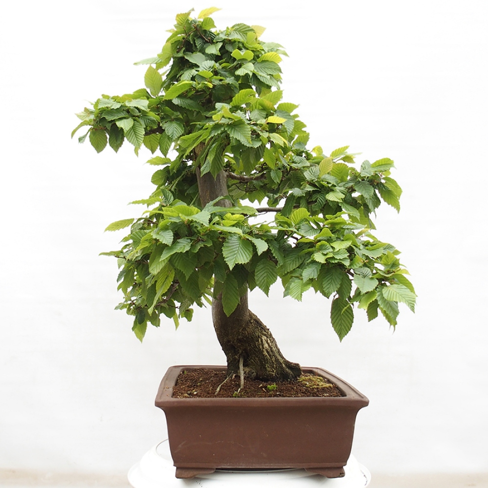 Bonsai da esterno - Carpino - Carpinus betulus