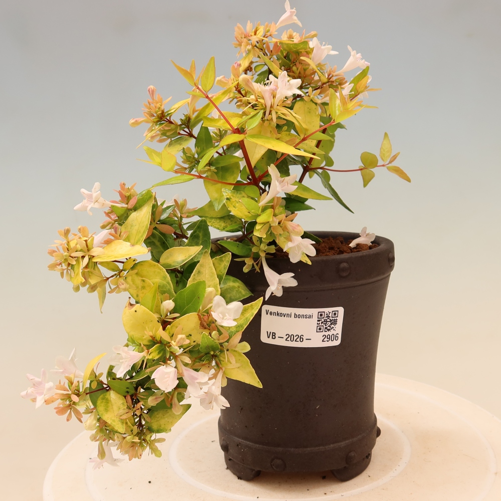 Bonsai da esterno - Abelia gr. Kleidoscope - Abelia a fiore grande