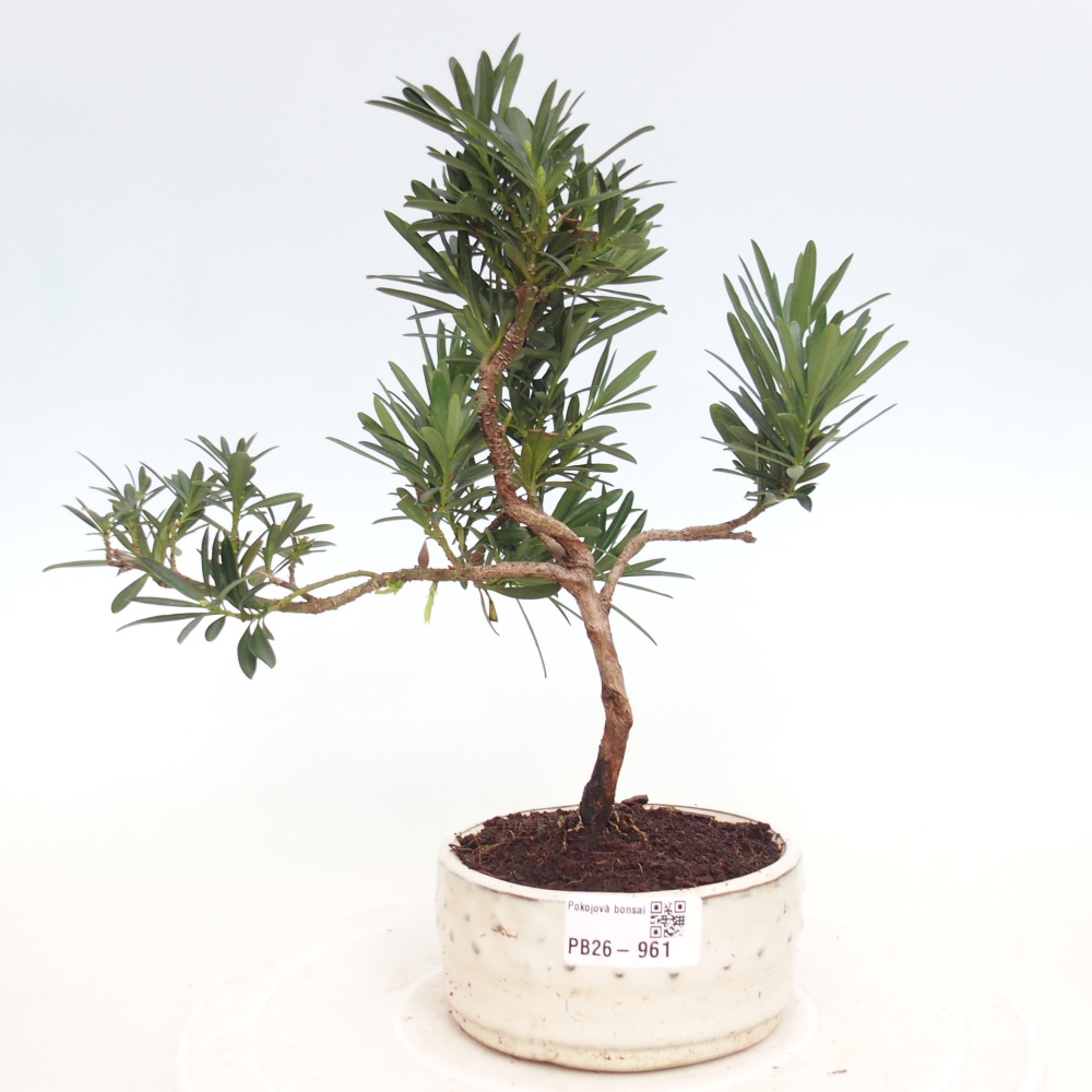 Camera bonsai - Podocarpus - Tasso delle pietre
