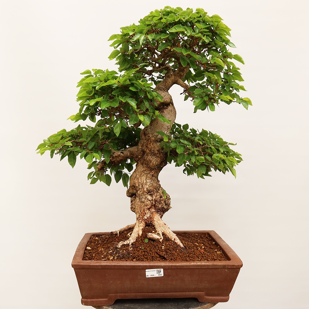 Bonsai da esterno -Carpinus Coreana - Carpino coreano