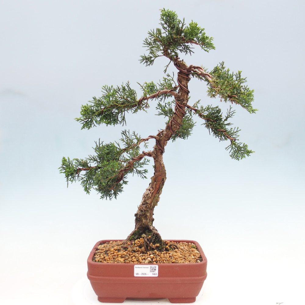 Bonsai da esterno - Juniperus chinensis Kishu