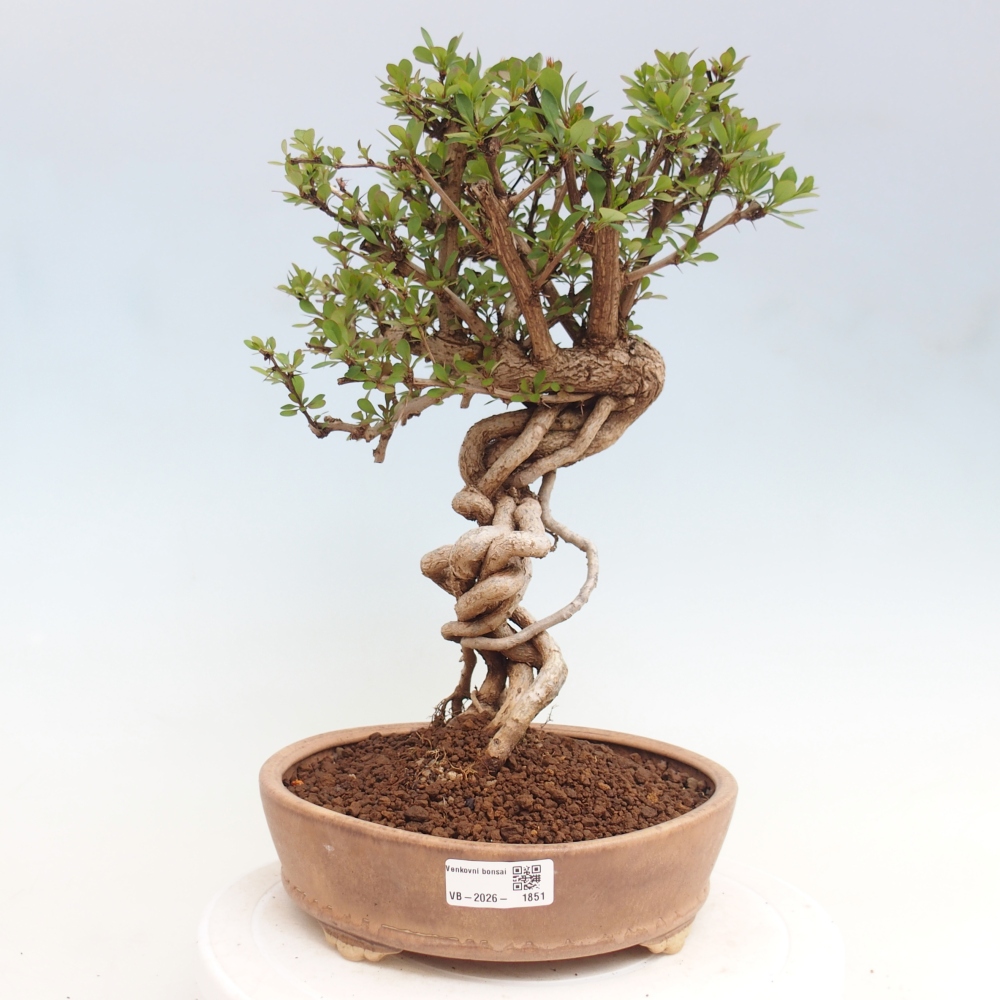 Bonsai da esterno - Berberis coreana