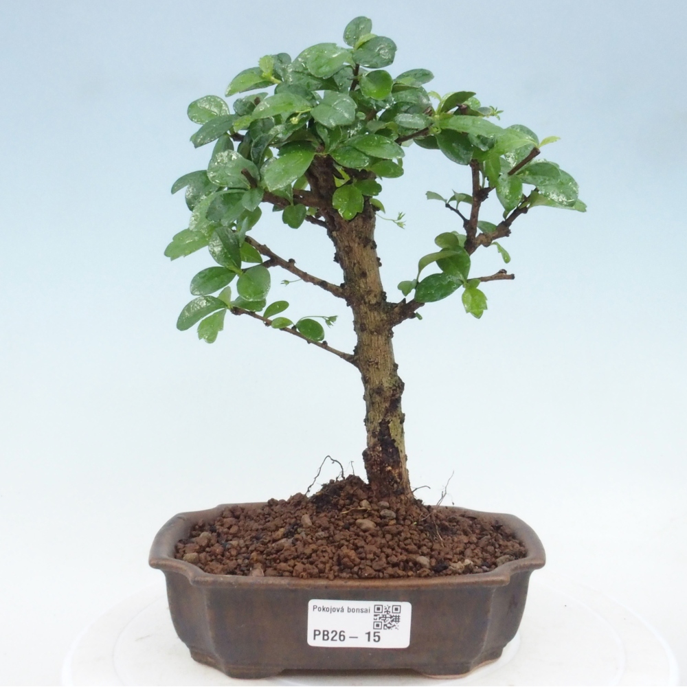 Camera bonsai - Carmona macrophylla - Tea fuki