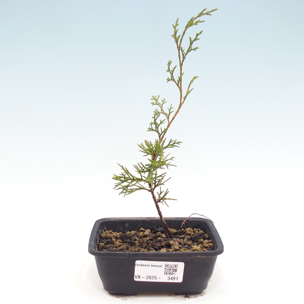 Bonsai da esterno - Juniperus chinensis Itoigawa