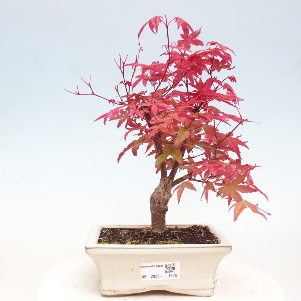 Bonsai da esterno - Acer palmatum DESHOJO