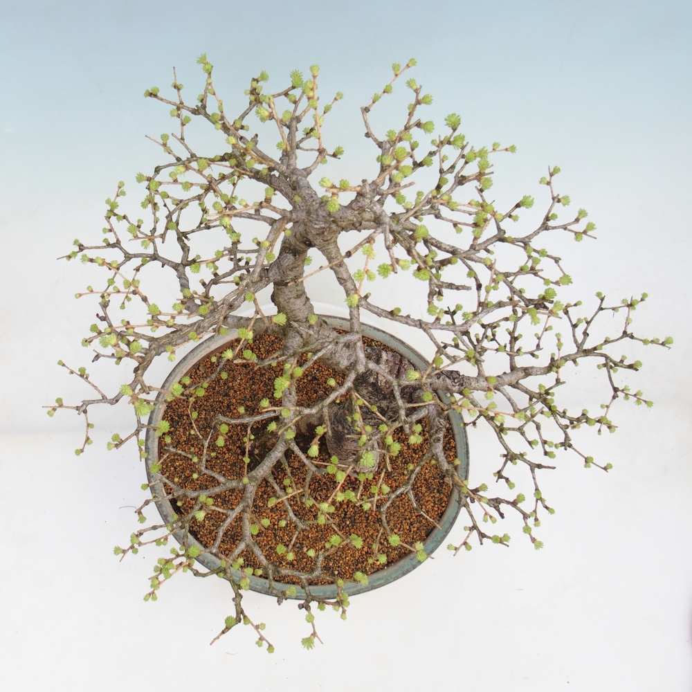 Bonsai da esterno -Larix decidua - Larice