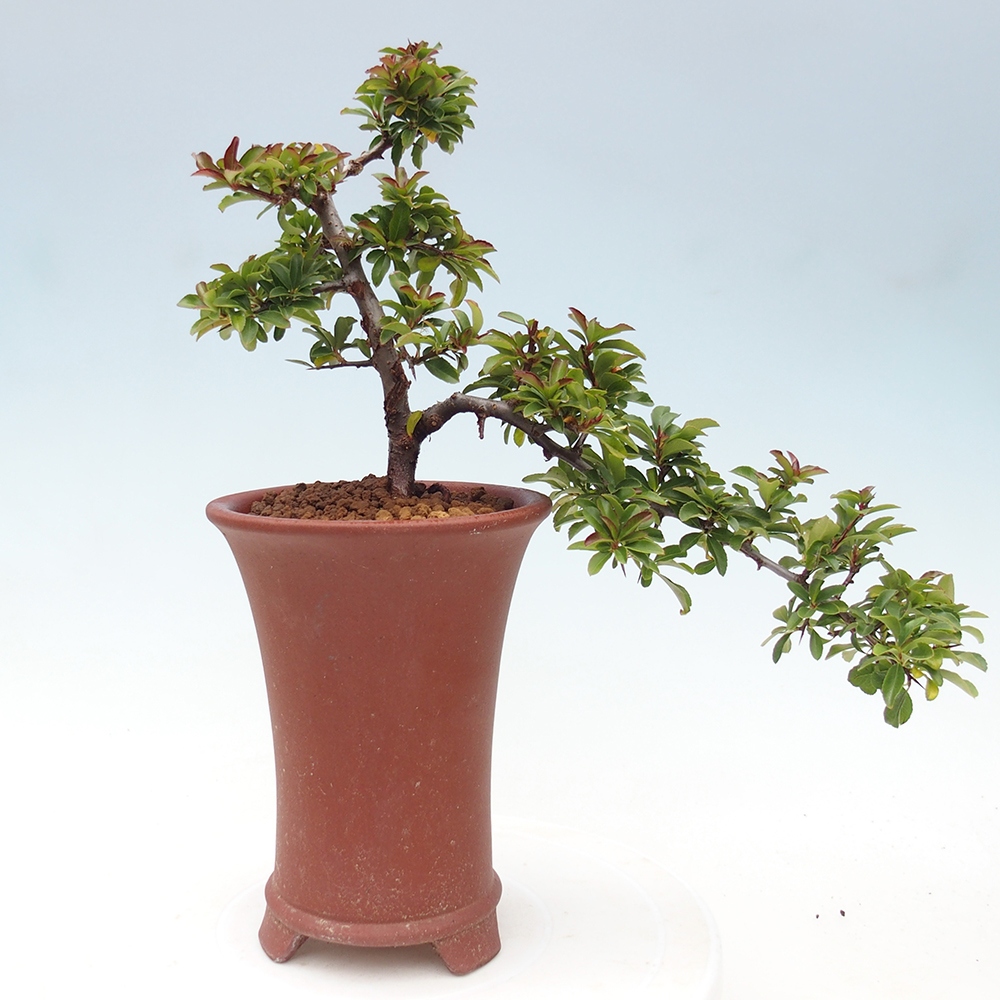 Bonsai da esterno-Pyracantha Teton -Hlox