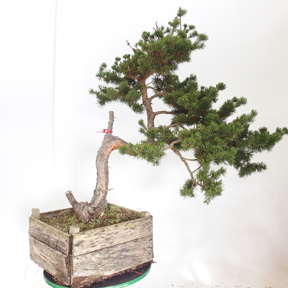 Yamadori - Pinus sylvestris Spagna