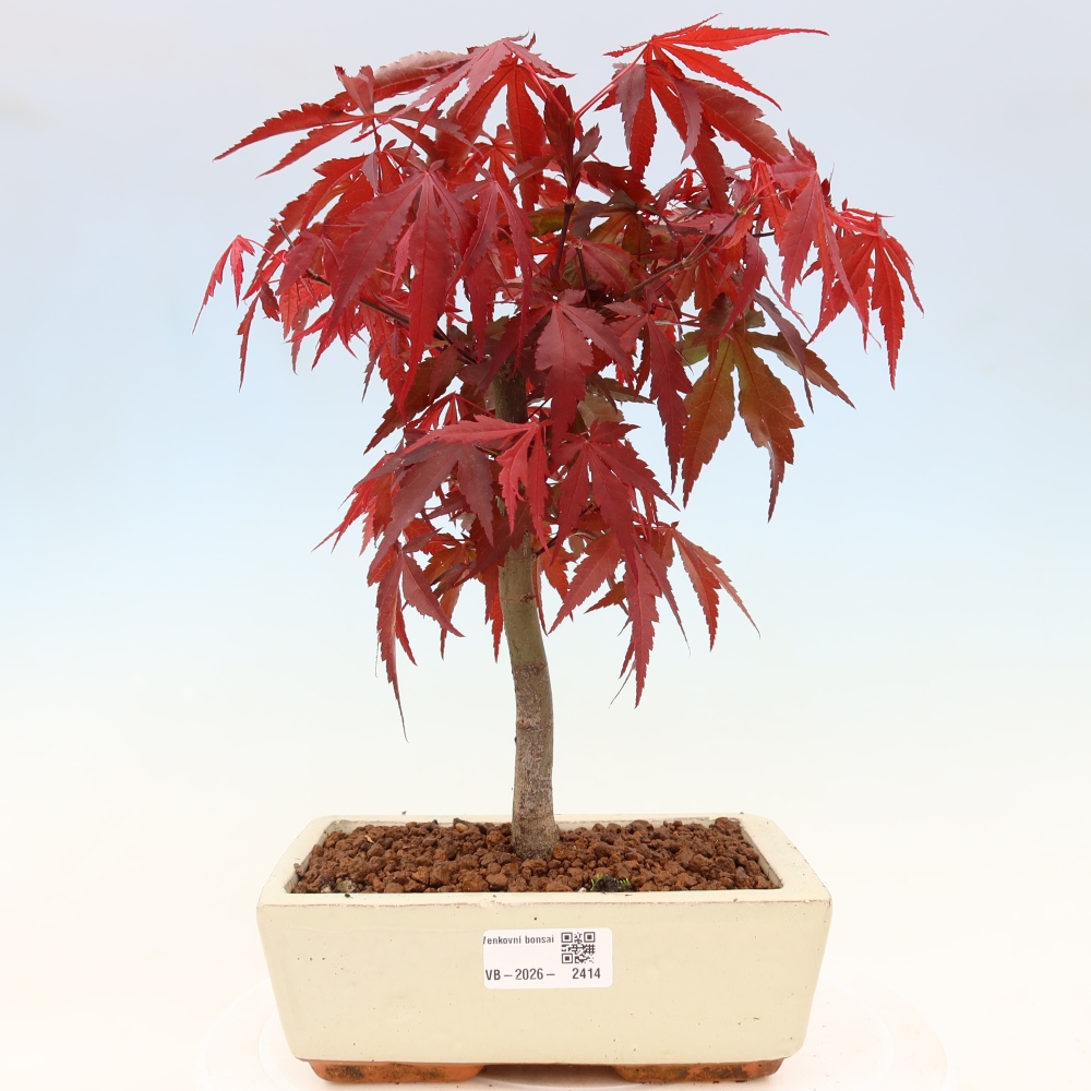 Bonsai da esterno - Palma Acer. Atropurpureum-Javor palmate