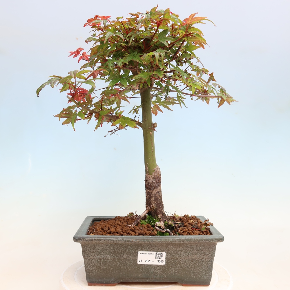 Bonsai da esterno - Acer palmatum DESHOJO