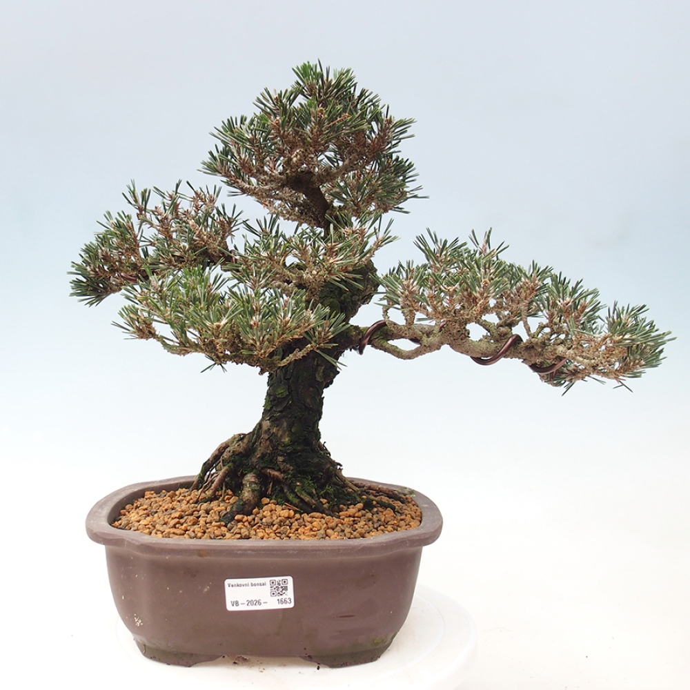 Bonsai da esterno - Pinus thunbergii Kotobuki - Pino di Thunberg