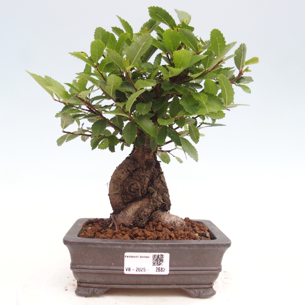 Bonsai da esterno - Zelkova - Zelkova NIRE